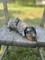 Hollywood, a male Miniature Dachshund for sale in Ava, MO – 2 of 6