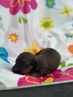 Daisy , a female Miniature Dachshund for sale in Ava, MO – 3 of 4