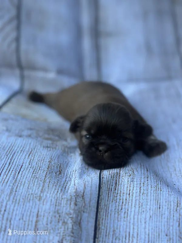 Coco – Shih Tzu puppy for sale in Ava, MO