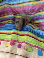Diamond , a female Miniature Dachshund for sale in Ava, MO – 5 of 6