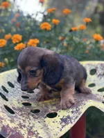 Boss hog , a male Miniature Dachshund for sale in Ava, MO – 4 of 8