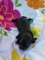 Coco, a male Miniature Dachshund for sale in Ava, MO – 2 of 3