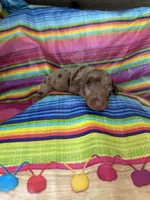 Diamond , a female Miniature Dachshund for sale in Ava, MO – 2 of 6
