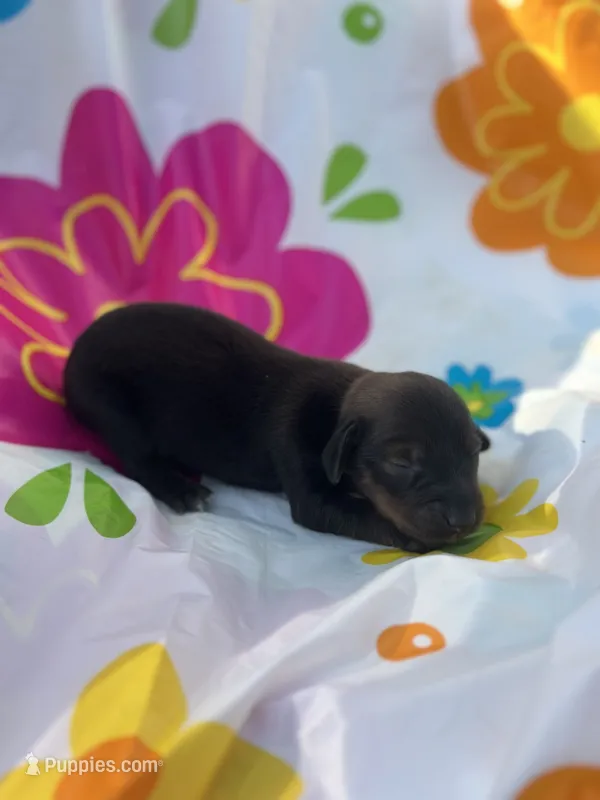 Dolly – Miniature Dachshund puppy for sale in Ava, MO