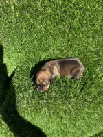 Sassy, a female Miniature Dachshund for sale in Ava, MO – 6 of 6