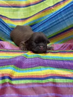 Coco, a male Shih Tzu for sale in Ava, MO – 2 of 7