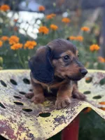 Boss hog , a male Miniature Dachshund for sale in Ava, MO – 2 of 8