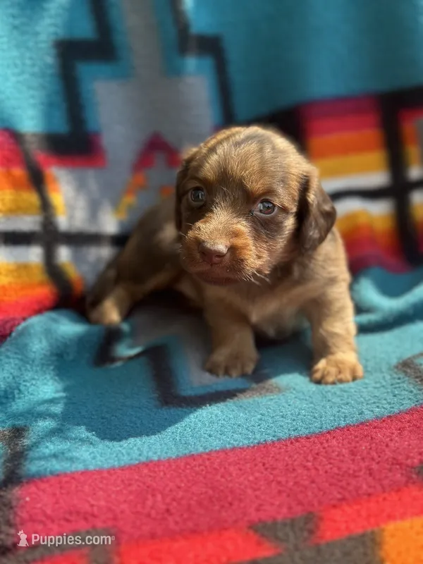 Myrtle  – Miniature Dachshund puppy for sale in Ava, MO