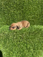 Simon, a male Miniature Dachshund for sale in Ava, MO – 6 of 7