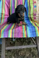 Pepper, a female Miniature Dachshund for sale in Ava, MO – 1 of 5
