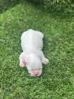 Snowball, a male Shih Tzu for sale in Ava, MO – 7 of 8