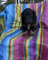 Magnolia , a female Miniature Dachshund for sale in Ava, MO – 6 of 6