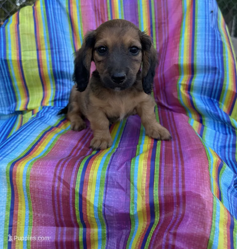 Maple  – Miniature Dachshund puppy for sale in Ava, MO