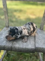 Hollywood, a male Miniature Dachshund for sale in Ava, MO – 6 of 6