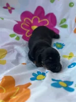 Cyprus , a male Miniature Dachshund for sale in Ava, MO – 3 of 4