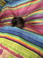 Suzie , a female Miniature Dachshund for sale in Ava, MO – 2 of 4