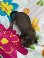 Boss hog , a male Miniature Dachshund for sale in Ava, MO – 4 of 5