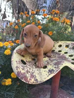 Duke, a male Miniature Dachshund for sale in Ava, MO – 4 of 5