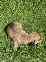 Simon, a male Miniature Dachshund for sale in Ava, MO – 7 of 7