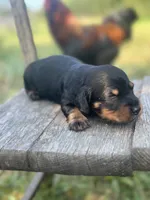 Coco, a male Miniature Dachshund for sale in Ava, MO – 6 of 6