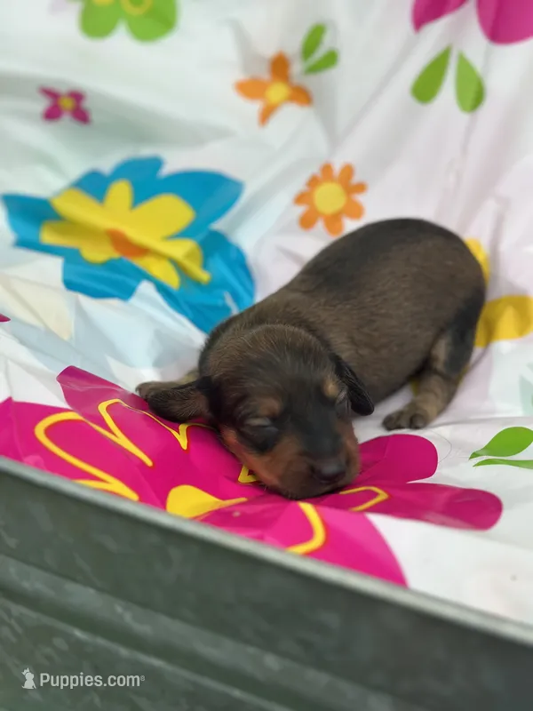 Boss hog  – Miniature Dachshund puppy for sale in Ava, MO