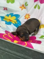 Boss hog , a male Miniature Dachshund for sale in Ava, MO – 1 of 5