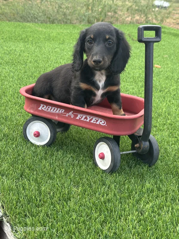 Magnolia  – Miniature Dachshund puppy for sale in Ava, MO