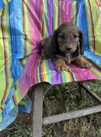 Dolly, a female Miniature Dachshund for sale in Ava, MO – 5 of 6