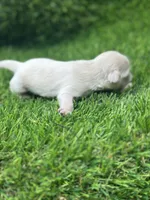 Snowhite , a female Shih Tzu for sale in Ava, MO – 3 of 7
