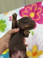 Jesse , a male Miniature Dachshund for sale in Ava, MO – 4 of 5