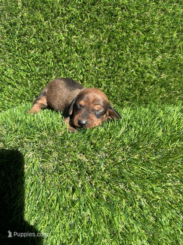 Sissy – Miniature Dachshund puppy for sale in Ava, MO