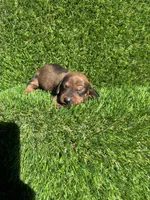 Sissy, a female Miniature Dachshund for sale in Ava, MO – 1 of 7