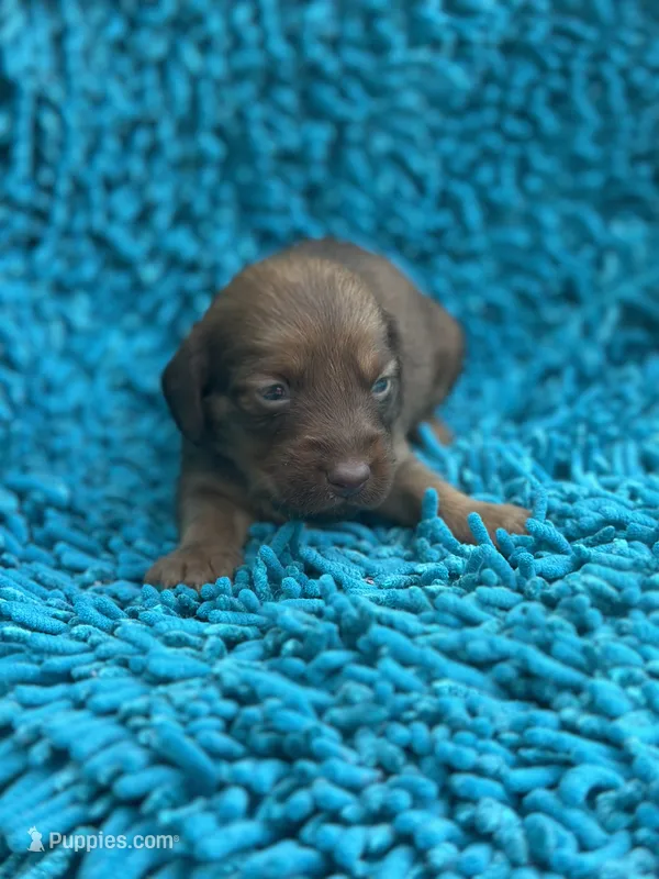 Myrtle  – Miniature Dachshund puppy for sale in Ava, MO