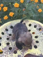 Boss hog , a male Miniature Dachshund for sale in Ava, MO – 7 of 8