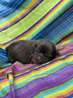 Fancy , a female Shih Tzu for sale in Ava, MO – 4 of 9