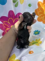 Dolly, a female Miniature Dachshund for sale in Ava, MO – 3 of 3