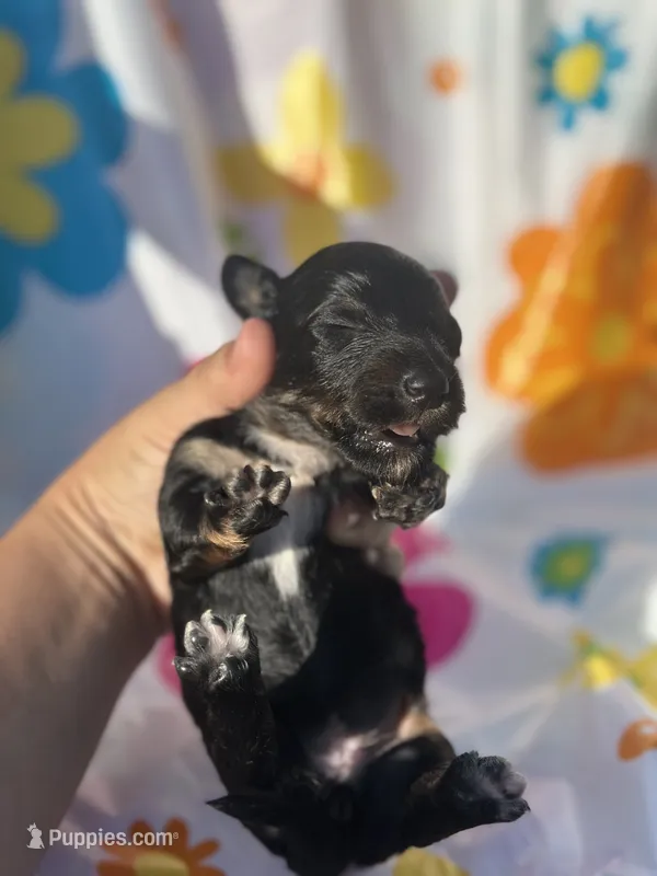 Magnolia  – Miniature Dachshund puppy for sale in Ava, MO