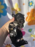 Magnolia , a female Miniature Dachshund for sale in Ava, MO – 1 of 4