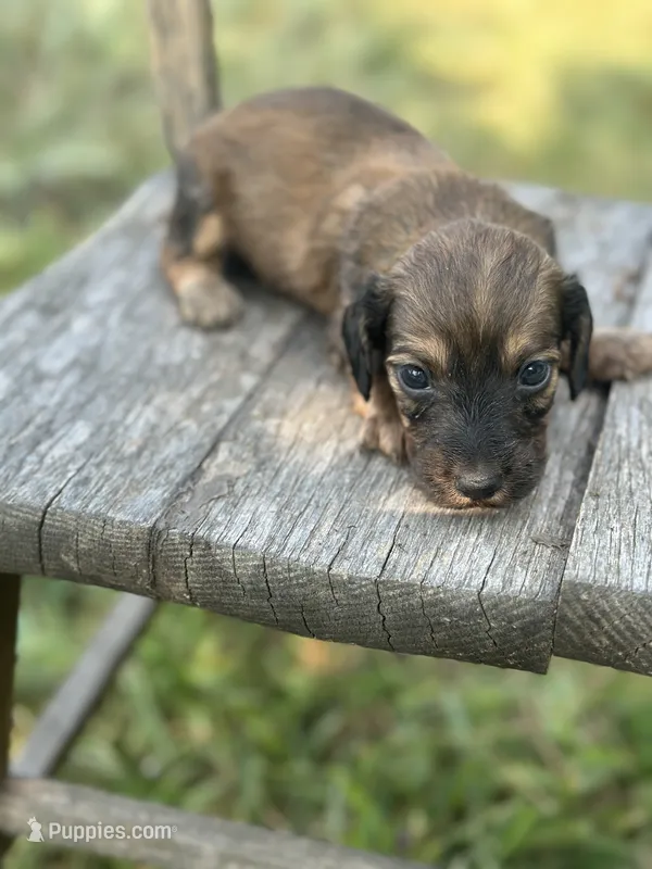 Willow  – Miniature Dachshund puppy for sale in Ava, MO
