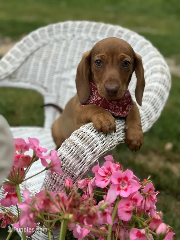 Mickie  – Miniature Dachshund puppy for sale in Ava, MO