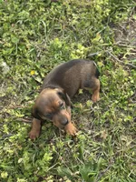 Moose , a male Miniature Dachshund for sale in Ava, MO – Photo 2 of 3