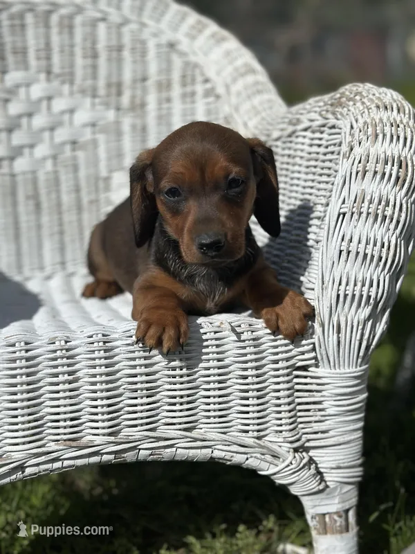 Moose  – Miniature Dachshund puppy for sale in Ava, MO