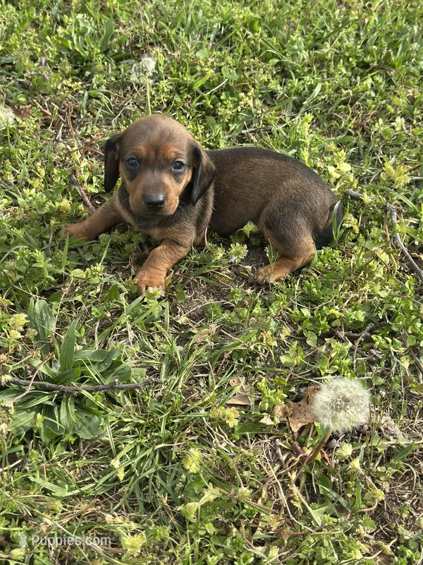 Moose  – Miniature Dachshund puppy for sale in Ava, MO