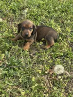 Moose , a male Miniature Dachshund for sale in Ava, MO – Photo 1 of 3