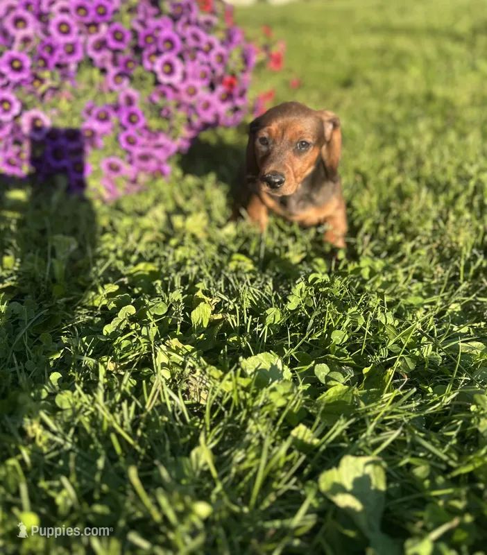 Moose  – Miniature Dachshund puppy for sale in Ava, MO