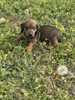 Moose , a male Miniature Dachshund for sale in Ava, MO – Photo 3 of 3