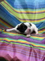 Woody , a male Shih Tzu for sale in Ava, MO – 2 of 6