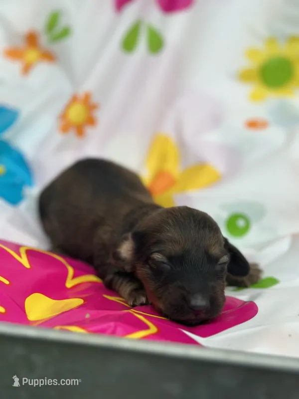 Daisy  – Miniature Dachshund puppy for sale in Ava, MO