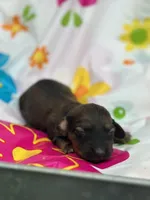 Daisy , a female Miniature Dachshund for sale in Ava, MO – 1 of 4
