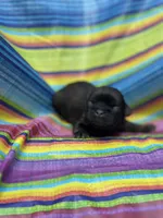Emily , a female Shih Tzu for sale in Ava, MO – 4 of 5